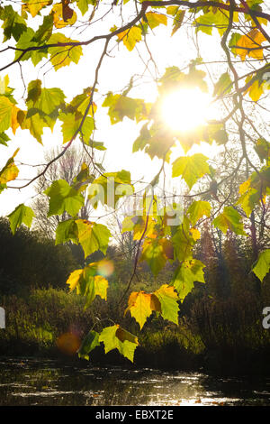 Soleil sur les feuilles en automne lumineux Banque D'Images