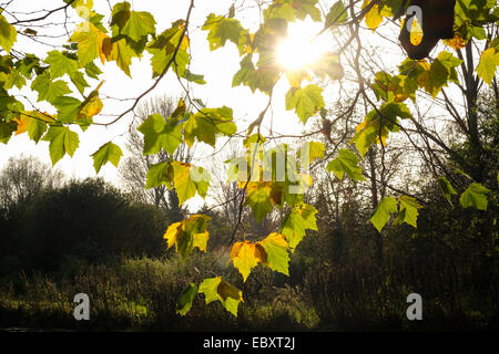 Soleil sur les feuilles en automne lumineux Banque D'Images