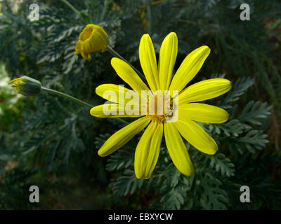 Bush (marguerite jaune Euryops pectinatus), blooming Banque D'Images