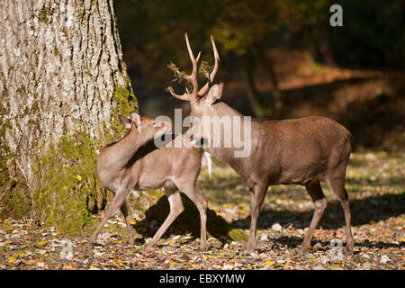 Le cerf sika (Cervus nippon), cerf et une biche pendant le rut, captive, Bavière, Allemagne Banque D'Images