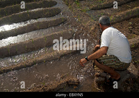 Le contrôle de l'homme omanais des canaux d'irrigation dans le jardin d'une oasis, Al Hamra, Ad Dakhiliyah, Oman Banque D'Images