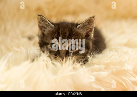 Tabby chaton, 2 mois Banque D'Images