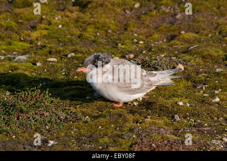 Sterne arctique (Sterna paradisaea), jeune, de la Norvège, Svalbard, Ny Alesund Banque D'Images