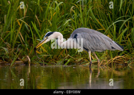 Héron cendré (Ardea cinerea), debout dans l'eau, en Suisse, Sankt Gallen, Rheineck Banque D'Images