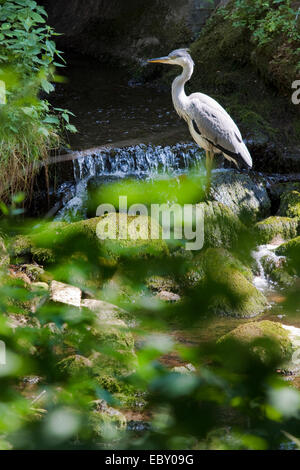 Héron cendré (Ardea cinerea), en attente d'une proie facile dans un ruisseau venant par avion d'un tunnel, l'Allemagne, Brandebourg Banque D'Images