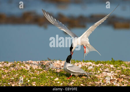 La sterne pierregarin (Sterna hirundo), deux oiseaux s'affrontant à un rivage recouvert d'herbe et d'innombrables coquillages, Pays-Bas, Texel Banque D'Images