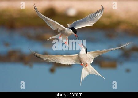 La sterne pierregarin (Sterna hirundo), deux oiseaux attaquer les uns les autres dans l'air, Pays-Bas, Texel Banque D'Images