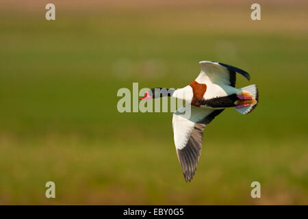 Tadorne Casarca Tadorna tadorna) (en survolant un paysage de prairie, Pays-Bas, Texel, la société Fisia Ouest Banque D'Images