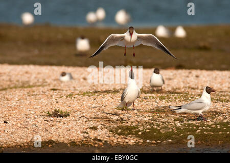 Mouette rieuse (Larus ridibundus, Chroicocephalus ridibundus), gull attaquer un adversaire debout sur un lit de moules de l'air, Pays-Bas, Texel Banque D'Images