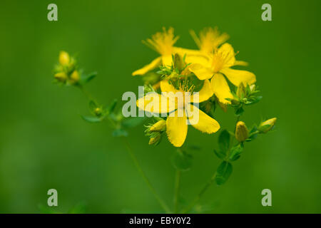 Le millepertuis, l'Herbe de Tipton ou Chase-devil (Hypericum perforatum), une plante médicinale, la floraison, Iéna, Thuringe, Allemagne Banque D'Images