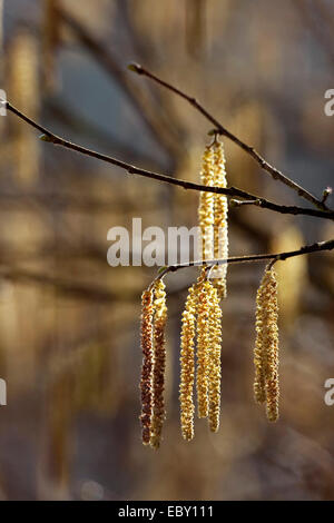 Le noisetier commun (Corylus avellana), la floraison en chatons mâles, l'Allemagne, Rhénanie-Palatinat Banque D'Images