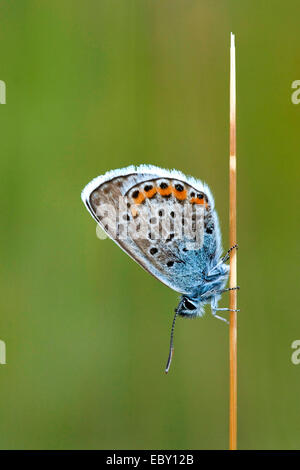 L'argent bleu étoilé (Plebejus argus, Plebeius argus), homme assis à une pousse, l'Allemagne, en Rhénanie du Nord-Westphalie, Siegerland Banque D'Images