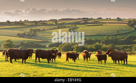 Ruby red North Devon le pâturage des troupeaux de bovins dans la campagne vallonnée, chien noir, Devon, Angleterre. L'été (juillet) 2014. Banque D'Images