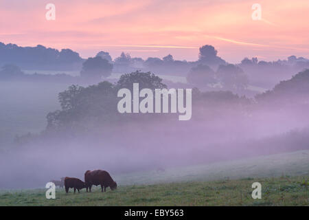 Rouge rubis le pâturage du bétail dans la campagne du Devon à l'aube d'un matin brumeux, chien noir, Devon, Angleterre. L'automne (septembre) 2014. Banque D'Images