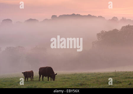 Rouge rubis le pâturage du bétail dans la campagne du Devon à l'aube d'un matin brumeux, chien noir, Devon, Angleterre. L'automne (septembre) 2014. Banque D'Images