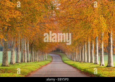 Avenue d'arbres en automne, Dorset, Angleterre. Novembre 2014. Banque D'Images