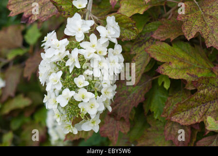 L'Hydrangea quercifolia snowflake Banque D'Images