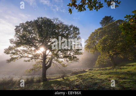 Passer à travers la brume du matin, Lake District, Cumbria, Angleterre. L'automne (novembre) 2013. Banque D'Images