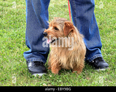 Le terrier de Norfolk une pelouse verte Banque D'Images