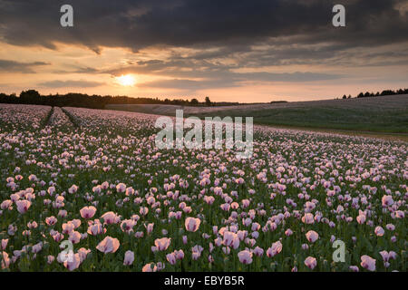 Le pavot au coucher du soleil, Oxfordshire, Angleterre. En été (juin) 2014. Banque D'Images