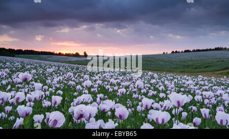 Poppyfield Opium au coucher du soleil, Chilton, Oxfordshire, Angleterre. En été (juin) 2014. Banque D'Images