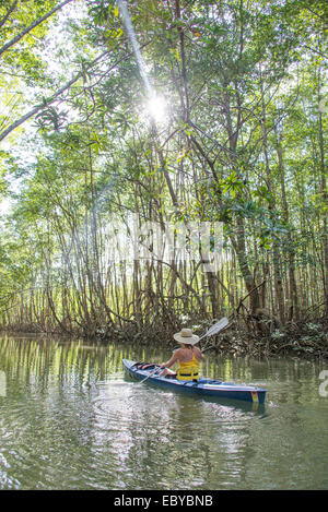 Kayak de mer à l'approche de mangroves au Costa Rica Banque D'Images