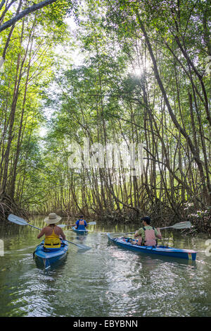 Kayak de mer à l'approche de mangroves au Costa Rica Banque D'Images