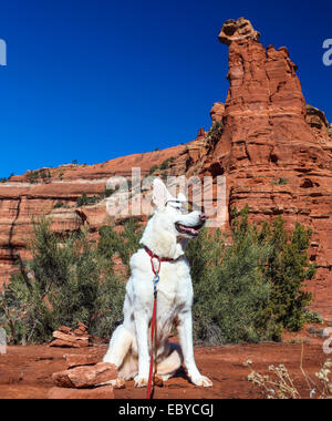 Berger Allemand blanc en haut de la piste de Vista à Sedona Banque D'Images