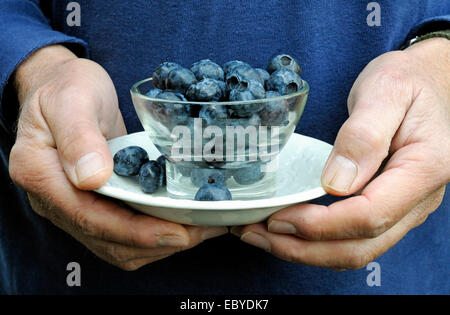 Man's hands holding Vaccinium corymbosum - bleuets en verre vintage bol du désert blanc sur une soucoupe Banque D'Images