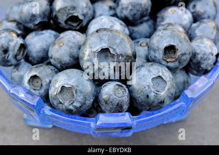 Vaccinium corymbosum - bleuets - Tabliers en bleu vintage bol en verre Banque D'Images