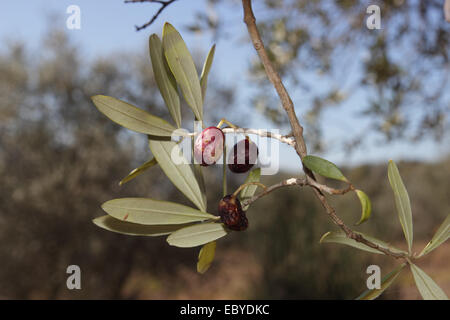 Olive Olives endommagées par la maladie de la mouche des fruits et de mouche Banque D'Images