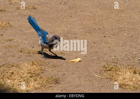 Scrub Jay de l'Ouest (Aphelocoma californica) se nourrissent de la masse dans le long de Moonstone Beach Park, California USA en juillet Banque D'Images