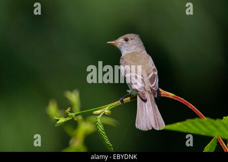 Moucherolle des saules (Empidonax traillii) perché sur un buisson dans le jardin à Nanaimo, île de Vancouver, BC, Canada en juillet Banque D'Images