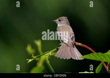 Moucherolle des saules (Empidonax traillii) perché sur un buisson dans le jardin à Nanaimo, île de Vancouver, BC, Canada en juillet Banque D'Images