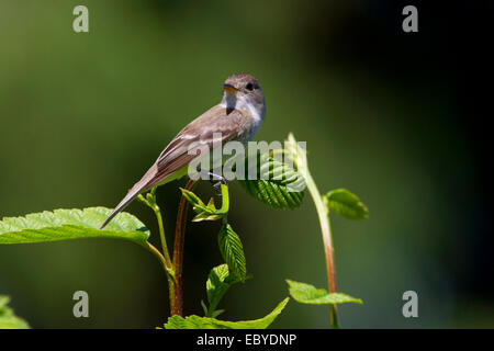 Moucherolle des saules (Empidonax traillii) perché sur un buisson dans le jardin à Nanaimo, île de Vancouver, BC, Canada en juillet Banque D'Images