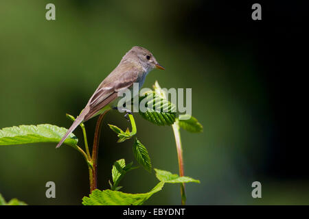 Moucherolle des saules (Empidonax traillii) perché sur un buisson dans le jardin à Nanaimo, île de Vancouver, BC, Canada en juillet Banque D'Images