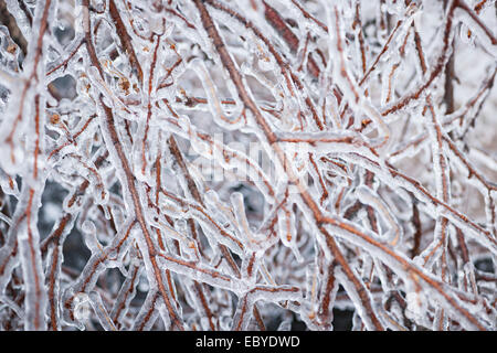 Libre de branches couvertes de glace en hiver comme abstract background Banque D'Images