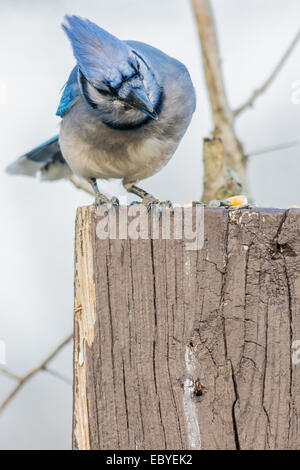 Un geai bleu perché sur un poteau de bois. Banque D'Images