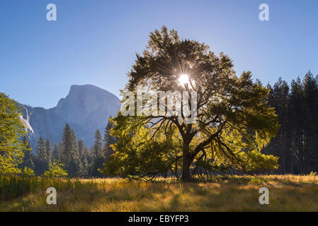 Demi-Dôme et orme Cooks Meadow, Yosemite Valley, Californie, USA. L'automne (octobre) 2014. Banque D'Images