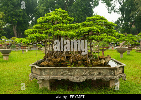 Bonsai Tree à la Citadelle impériale de Thang Long, Hanoi, Vietnam Banque D'Images