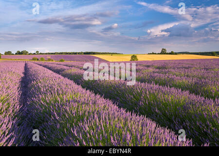Champ de lavande en pleine floraison, Snowshill, Cotswolds, en Angleterre. L'été (juillet) 2014. Banque D'Images