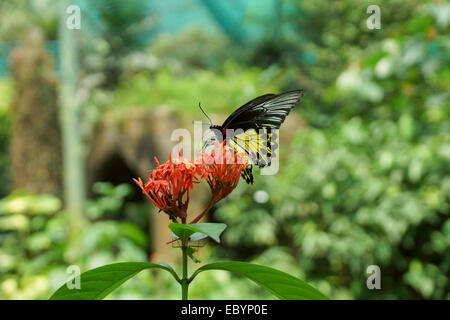 Butterfly dans un parc en Malaisie Banque D'Images