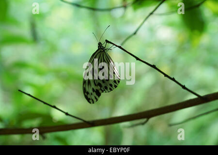 Butterfly dans un parc en Malaisie Banque D'Images