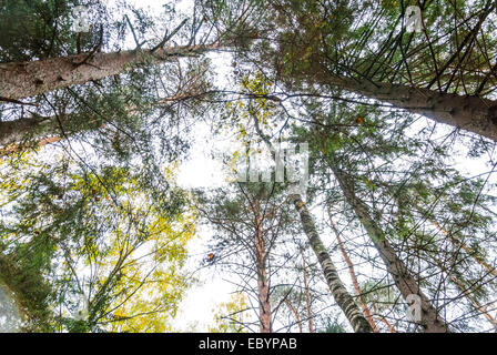 Forêt d'automne, de grands arbres, des pins, une vue de bas en haut Banque D'Images