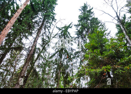 Forêt d'automne, de grands arbres, des pins, une vue de bas en haut Banque D'Images