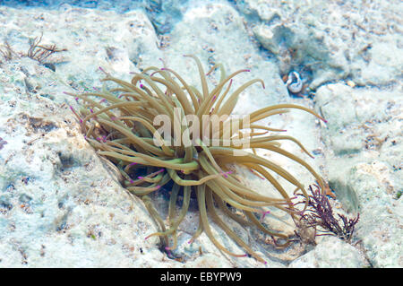Un Snakelocks Anemone dans un pool de roches prises sur l'espoir, l'écart près de Seaford, East Sussex Banque D'Images
