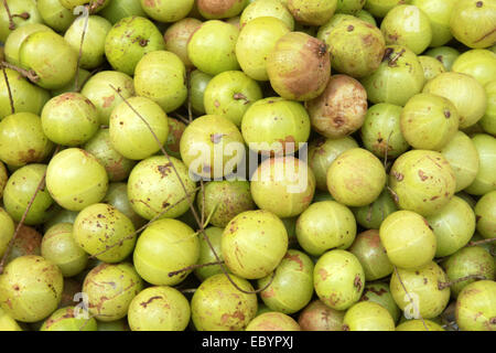 L'amla, Indian Gooseberry, Emblica officinalis (Loca) Médicaments à base de fruits, de l'Inde Banque D'Images