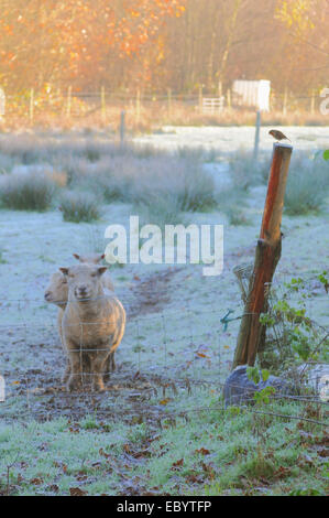 Ticehurst, East Sussex, UK. 6 décembre 2014. Météo britannique. Le gel. Un glorieux de commencer la journée dans la campagne du Sussex. Robin sur le post avec des moutons fait une scène de saison tranquille. David Burr/Alamy Live News Banque D'Images