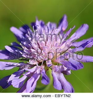 CHAMP SCABIOUS WILDFLOWER, dans le sud-ouest de la France. Banque D'Images