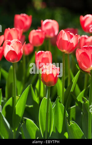 Champ de printemps avec tulipes rouges Banque D'Images